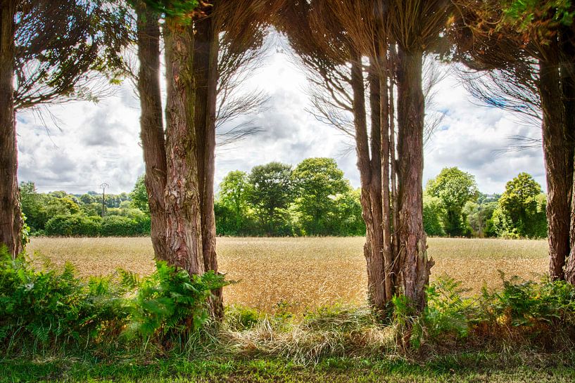blick durch große bäume auf das maisfeld frankreich von Ed Dorrestein