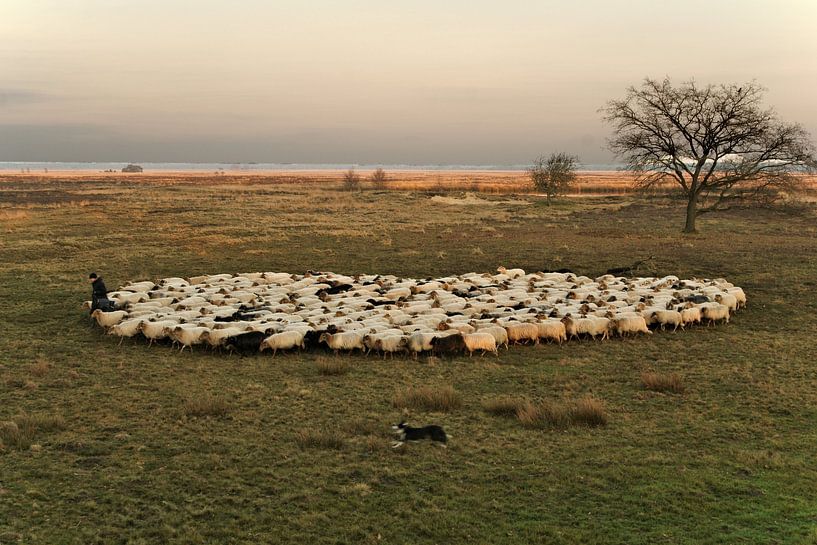 Berger dans le parc national &quot;le Dwingelderveld&quot; par George van der Vliet