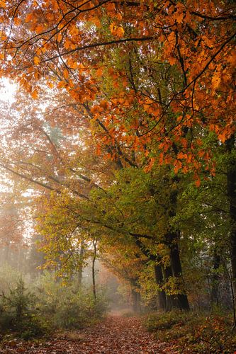 Quintelooijen part 30