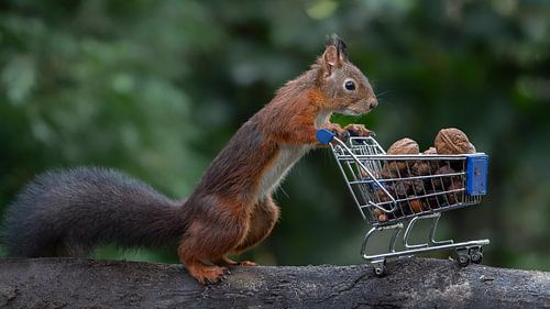 Eekhoorntje met winkelwagen / winkelwagentje vol met noten.