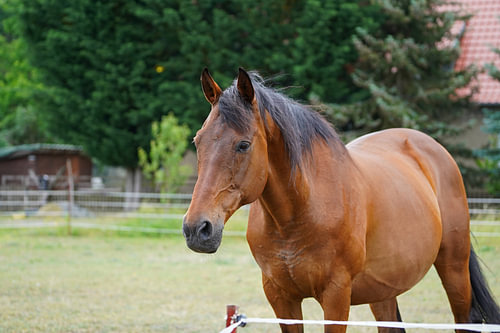 Trakehner Feldmeyer in de wei