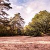 Trees on sand 6 - Loonse en Drunense Duinen van Deborah de Meijer