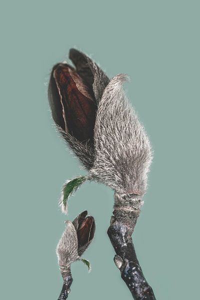 Knospen der Magnolienpflanze als Kunst von Steven Dijkshoorn
