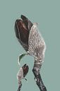 Knospen der Magnolienpflanze als Kunst von Steven Dijkshoorn Miniaturansicht