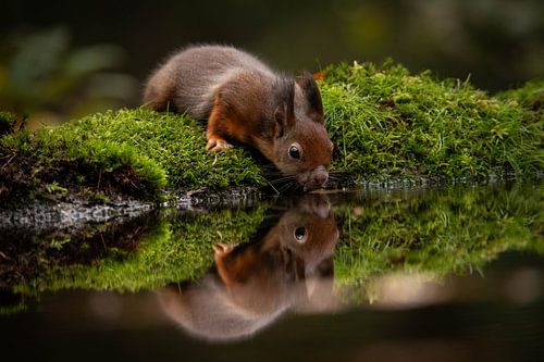 Bébé écureuil avec reflet