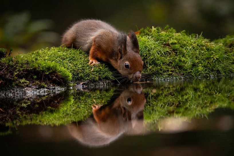 Bébé écureuil avec reflet par Isabel van Veen