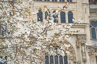 Spring blossoms at Paris church