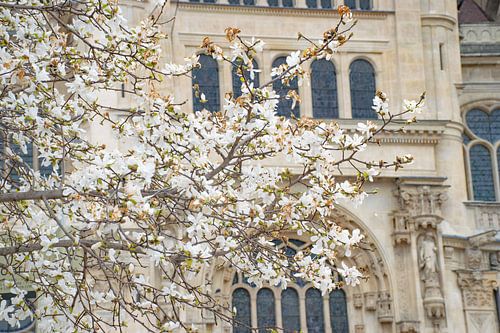 Early spring blossom in Paris