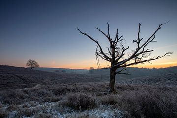 Winter van Jelmer Reyntjes