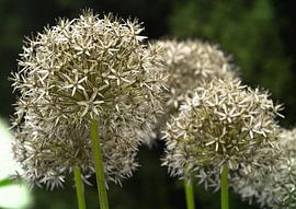 Kugelsternlauch by Roswitha Lorz