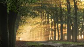 Allee der Bäume und Hochlandrinder von Hans Soowijl