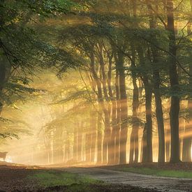 Allee der Bäume und Hochlandrinder von Hans Soowijl