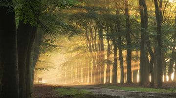Allee der Bäume und Hochlandrinder