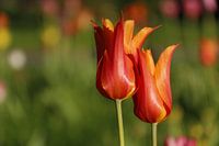 Keukenhof | Bloem | tulp