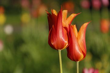 Keukenhof | Bloem | tulp van Claudia van Kuijk