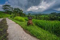 Small dirt road through the rice fields of Jatiluwih on Bali, Indonesia