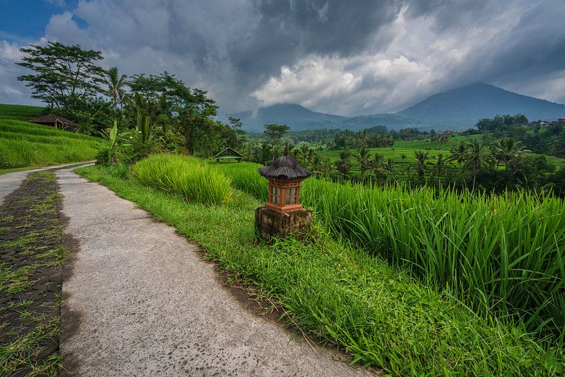 Kleiner Feldweg durch die Reisfelder von Jatiluwih auf Bali, Indonesien von Anges van der Logt