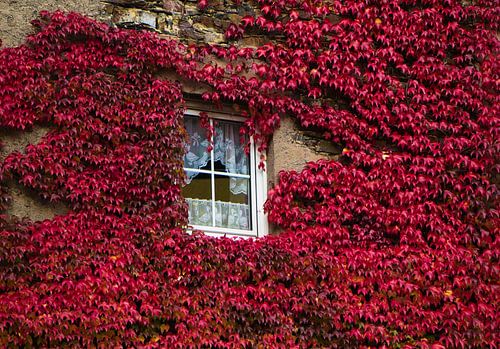 Herfstpracht