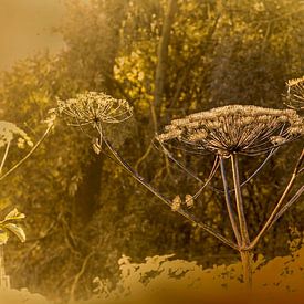 A Golden Morning. 1 by Alie Ekkelenkamp