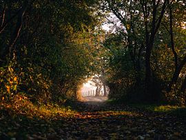Tunnel of Nature II, Oranjezon, Oostkapelle by Joren van den Bos
