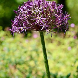 Gorgeous Ornamental Onion | A beautiful onion bulb consisting of small lilac-like flowers by Wil Vervenne