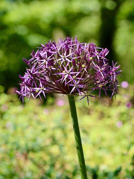 Gorgeous Ornamental Onion | Eine schöne Zwiebelknolle mit kleinen lilafarbenen Blüten von Wil Vervenne