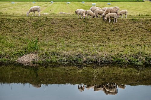 schaapjes op 't droge