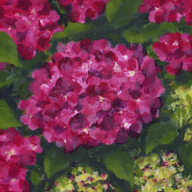 Leuchtend pinkfarbene Hortensien in voller Blüte von Karen Kaspar