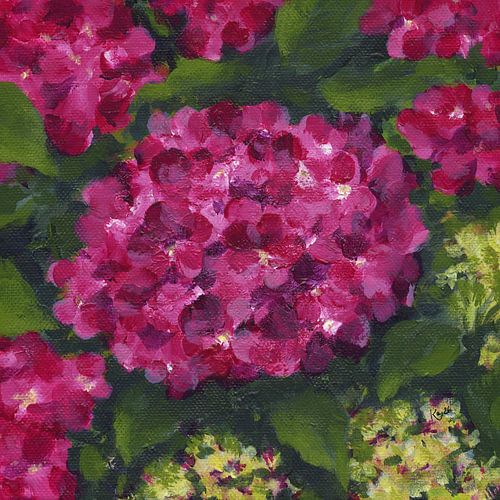 Leuchtend pinkfarbene Hortensien in voller Blüte