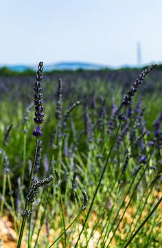 Lavendelplant uit de provence van Hans Verhulst