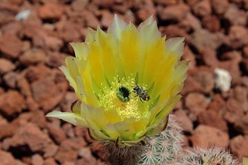 Texas Rainbow Hedgehog or Yellow pitaya Cactus Echinocereus dasyacanthus visited by a bee flowering  van Marcel Nothdurft