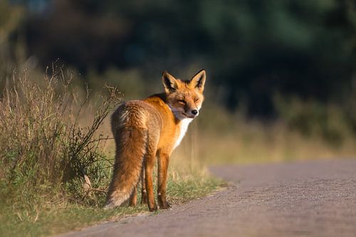Mooie vos in de duinen  - amsterdamse waterleidingduinen