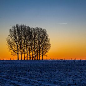 Bomensilhouet van Hanne Boullart