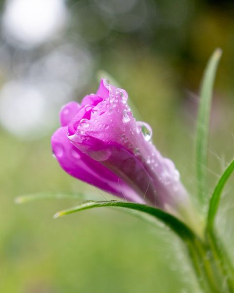 Beautiful pink by Lianne van Dijk