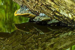 Baumpilze im Wasserspiegel