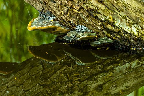 Tree fungi in the water table
