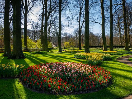 Tulipes au Keukenhof