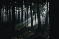 Sonnenstrahlen im Wald