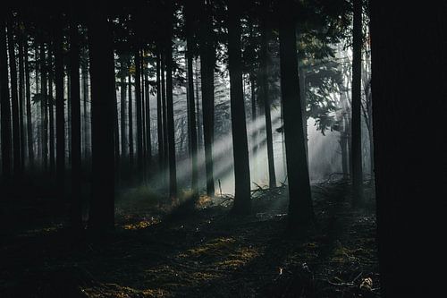 Rayons de soleil dans la forêt