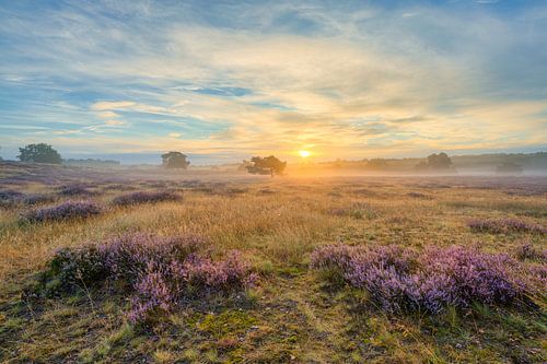 Sunrise in the Westruper Heide