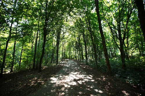 De vele bladeren van bomen in het bladerdak in Emsland, Nedersaksen, Duitsland