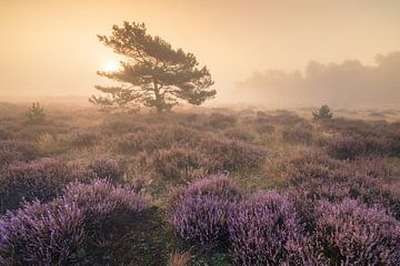 Blooming purple heather bathed in warm sunlight by Friso Schinkel