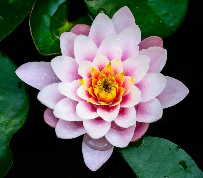 Pink Blossom of a Water Lily by ManfredFotos