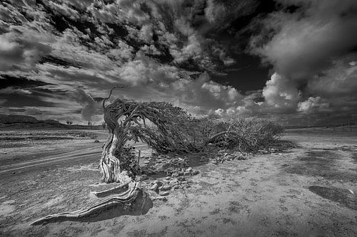 Watapana van Humphry Jacobs