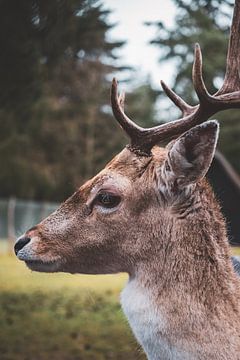 Deer portrait by S van Wezep