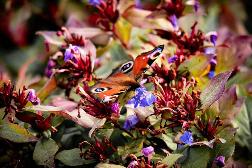 Butterfly by Callista de Sterke