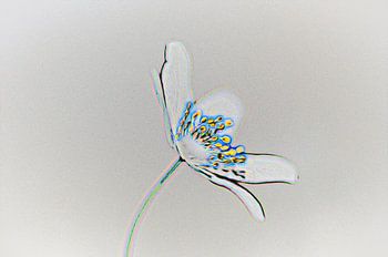 Bosannemoon Brilliant