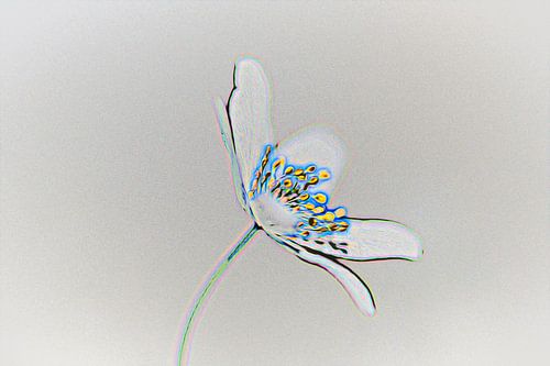 Buschwindröschen Brillant