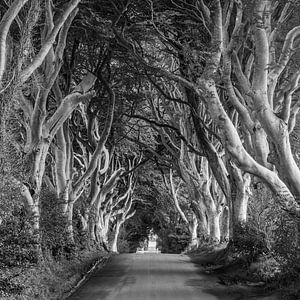 The Dark Hedges, Irlande du Nord sur Henk Meijer Photography