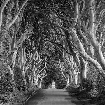 Die dunklen Hecken, Nordirland von Henk Meijer Photography